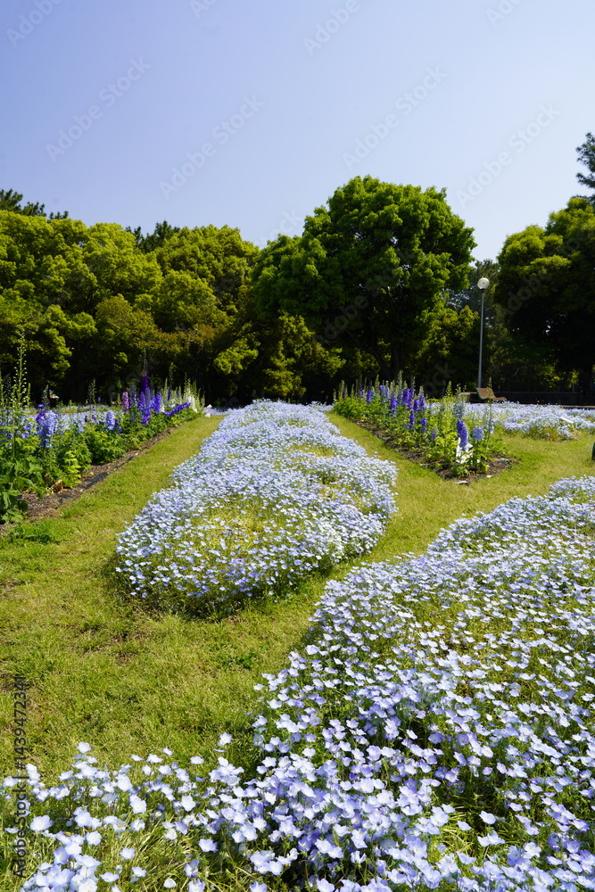 公園の花壇に咲く青い花 ネモフィラ