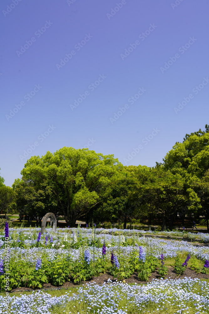 公園の花壇に咲く青い花 ネモフィラ