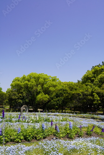 Obraz na płótnie 公園の花壇に咲く青い花 ネモフィラ w salonie