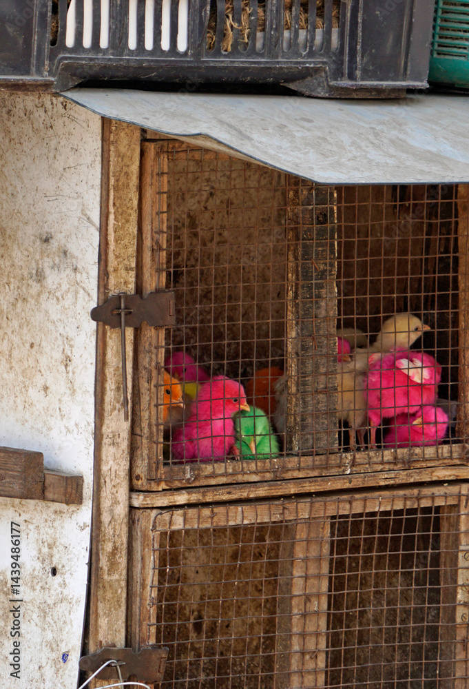 birds for sale on a market