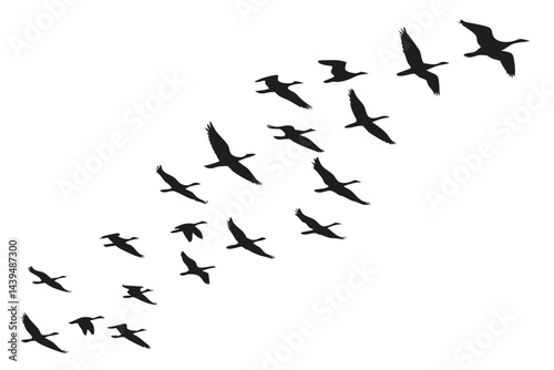 Silhouette of a flock of birds flying in the sky isolated on white background
