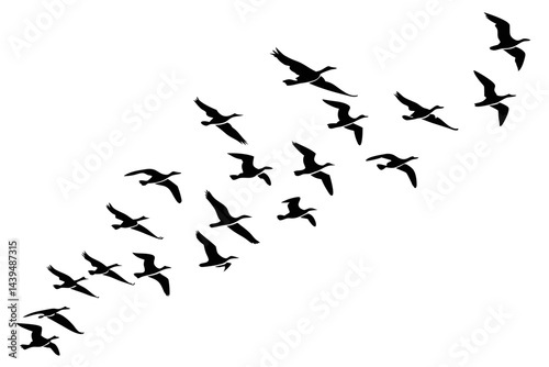 Silhouette of a flock of birds flying in the sky isolated on white background