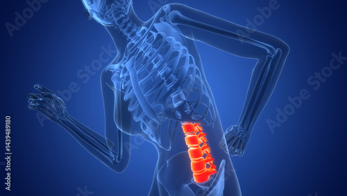 Spinal Cord Vertebral Column Lumbar Vertebrae of Human Skeleton System Anatomy