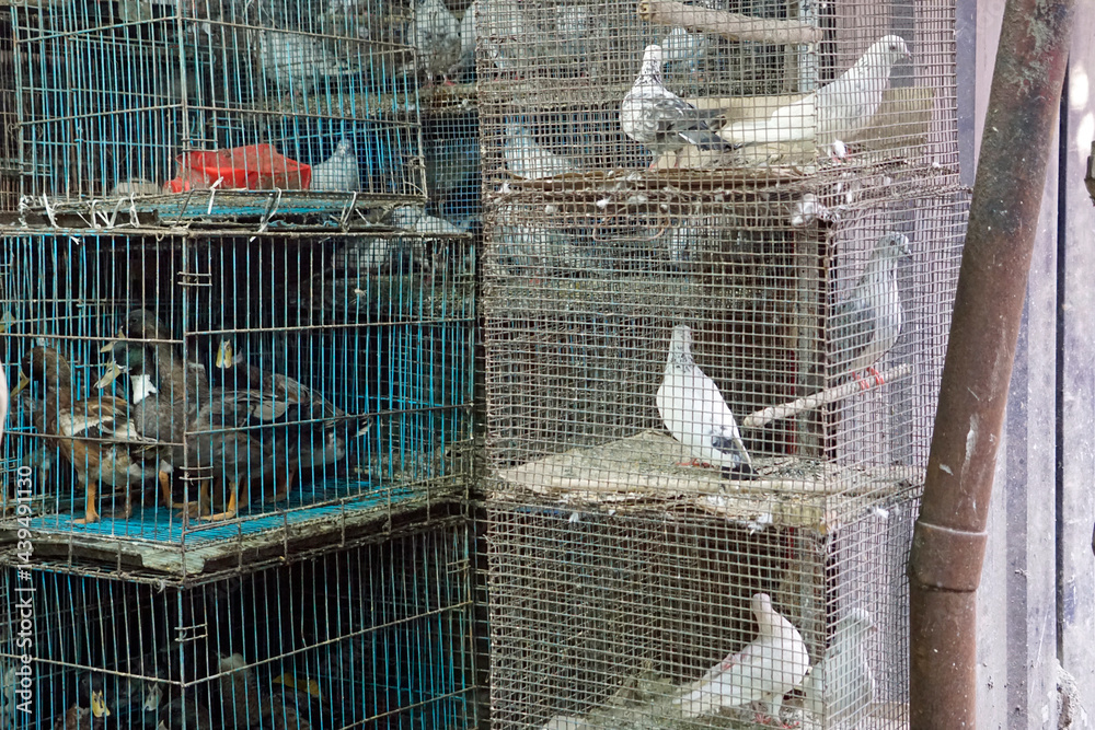 birds for sale on a market