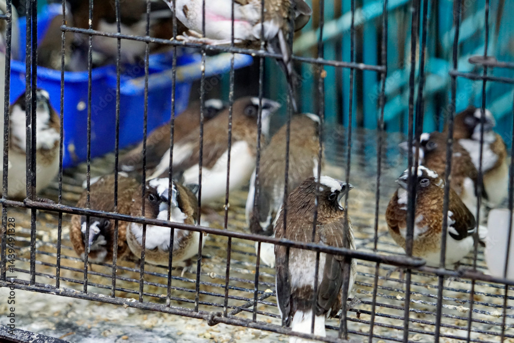 birds for sale on a market