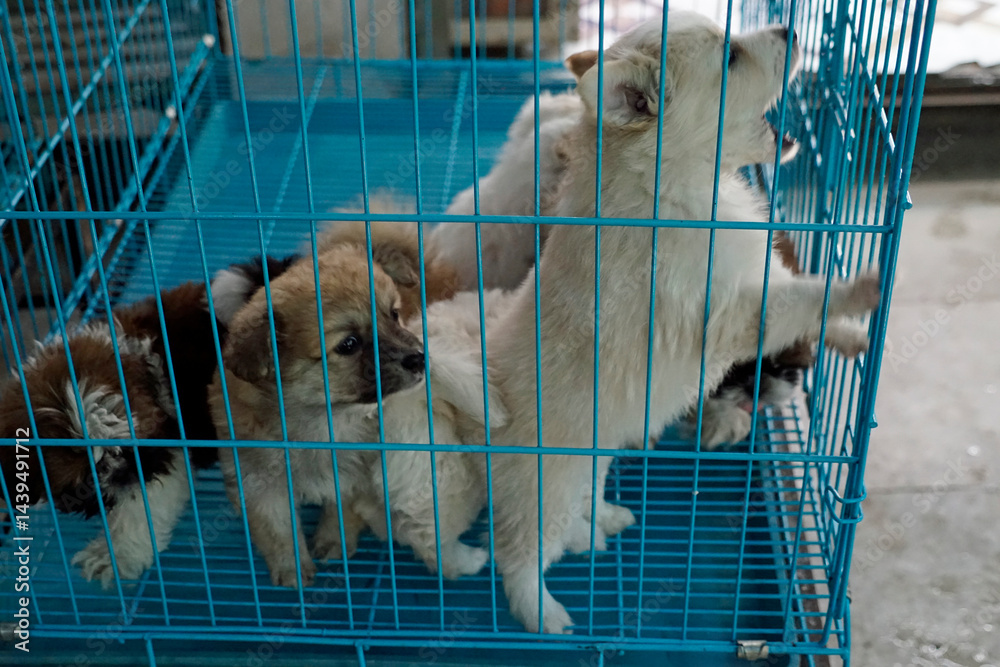 puppies in a cage on a market in mumbai
