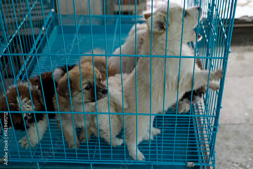 Obraz na płótnie puppies in a cage on a market in mumbai w salonie