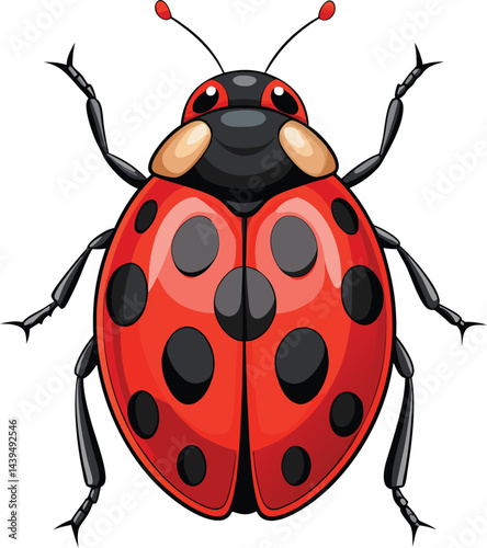 ladybug Vector 