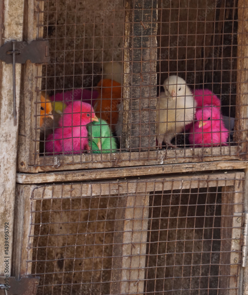 birds for sale on a market