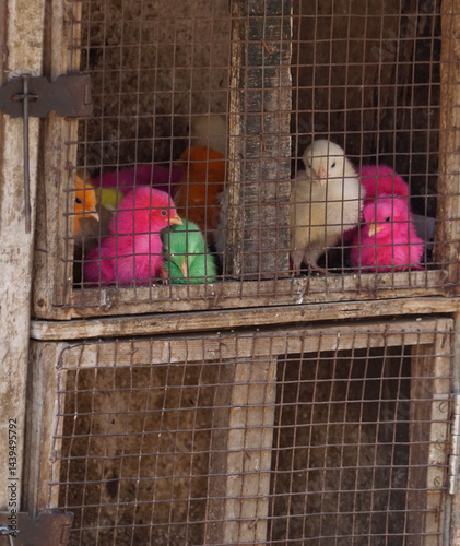 Obraz na płótnie birds for sale on a market w salonie