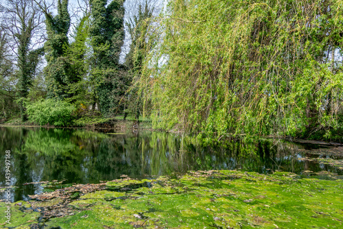Weiher mit Entengrütze im Bernrieder Park im Frühling, Bernried, Bayern, Deutschland, Europa