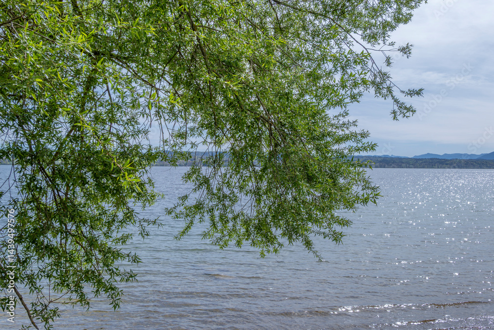 Zweige eines Baumes mit frischen grünen Blättern im Frühling am Ufer eines Sees, Starnberger See, Bayern, Deutschland, Europa