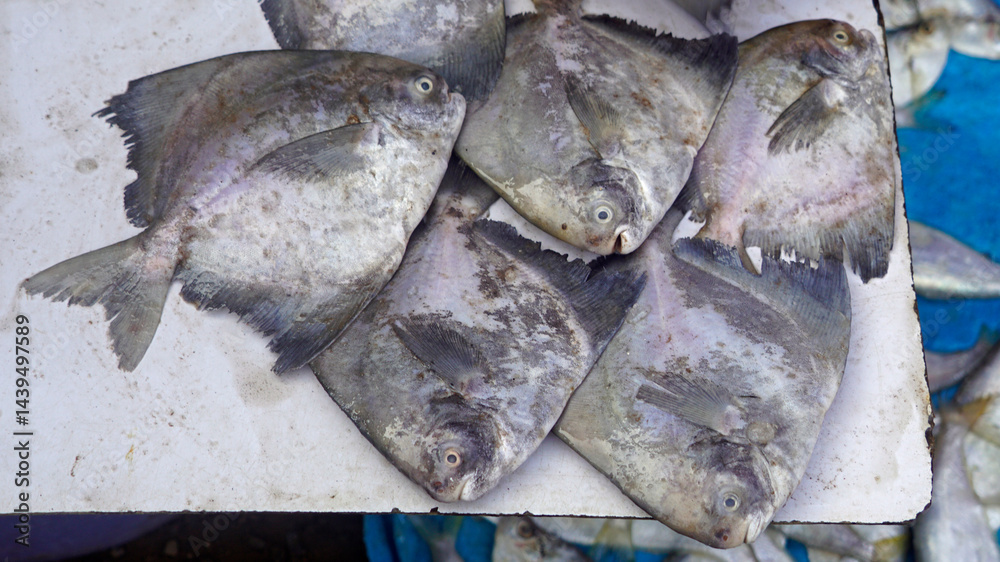 fish on a local market in mumbai