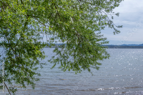 Obraz na płótnie Zweige eines Baumes mit frischen grünen Blättern im Frühling am Ufer eines Sees, Starnberger See, Bayern, Deutschland, Europa w salonie