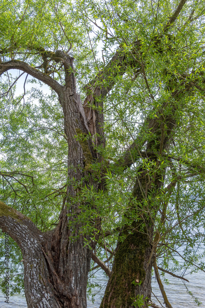 Fototapeta premium Baum mit frischen grünen Blättern im Frühling am Ufer eines Sees, Starnberger See, Bayern, Deutschland, Europa