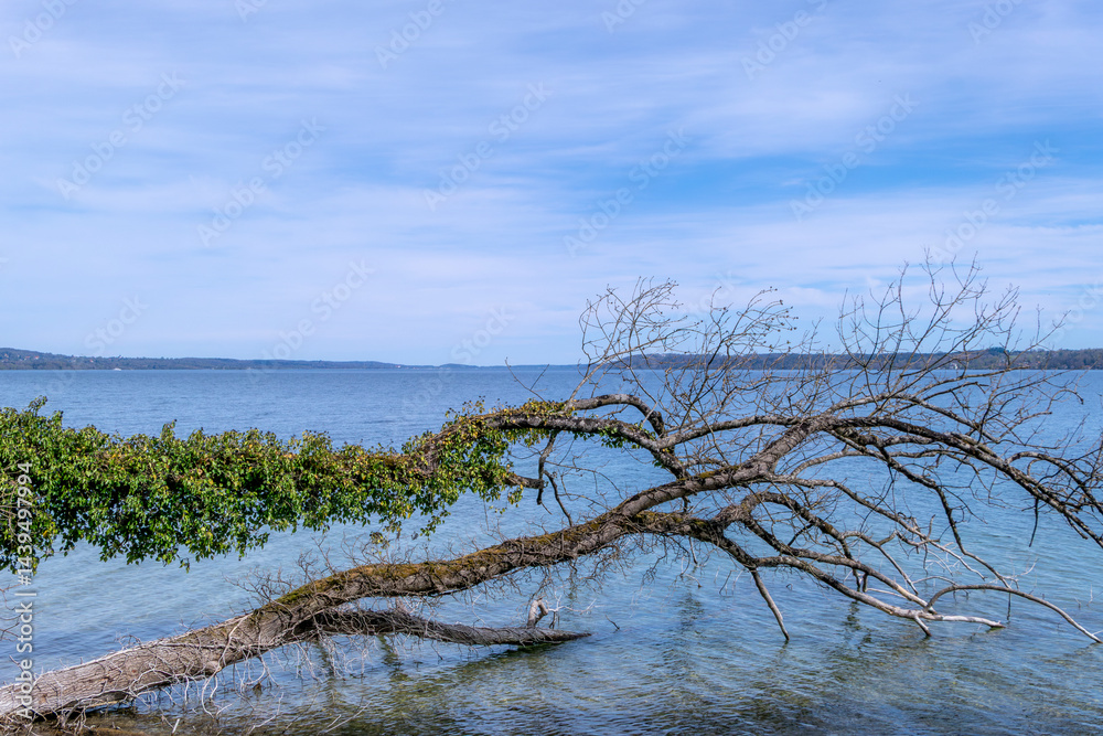 Umgestürzter mit Efeu bewachsener Baumstamm liegt im Wasser am Ufer eines Sees, Starnberger See, Bayern, Deutschland, Europa