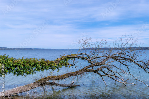 Obraz na płótnie Umgestürzter mit Efeu bewachsener Baumstamm liegt im Wasser am Ufer eines Sees, Starnberger See, Bayern, Deutschland, Europa w salonie