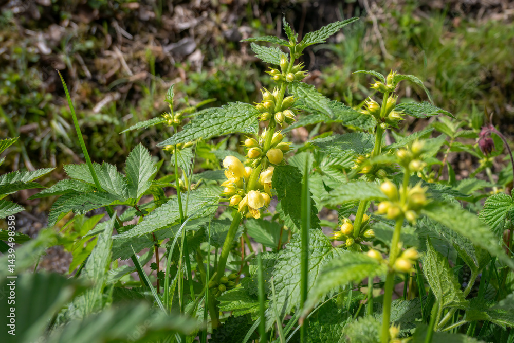 Echte Goldnessel – Lamium galeobdolon in ihrer natürlichen Umgebung