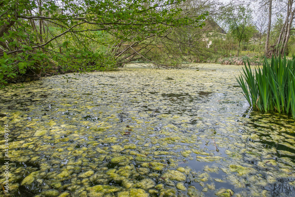 Weiher mit Entengrütze im Bernrieder Park im Frühling, Bernried, Bayern, Deutschland, Europa