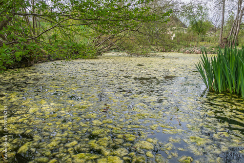 Obraz na płótnie Weiher mit Entengrütze im Bernrieder Park im Frühling, Bernried, Bayern, Deutschland, Europa w salonie