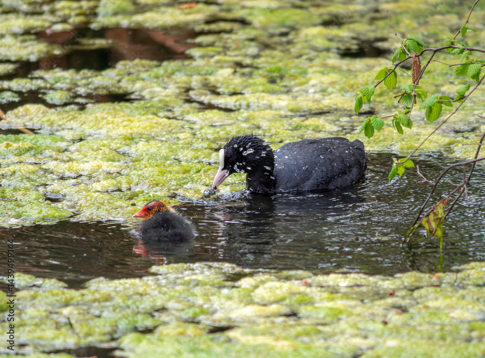 Blässhuhn (Fulica atra) mit Kücken schwimmt in einem Weiher mit Entengrütze