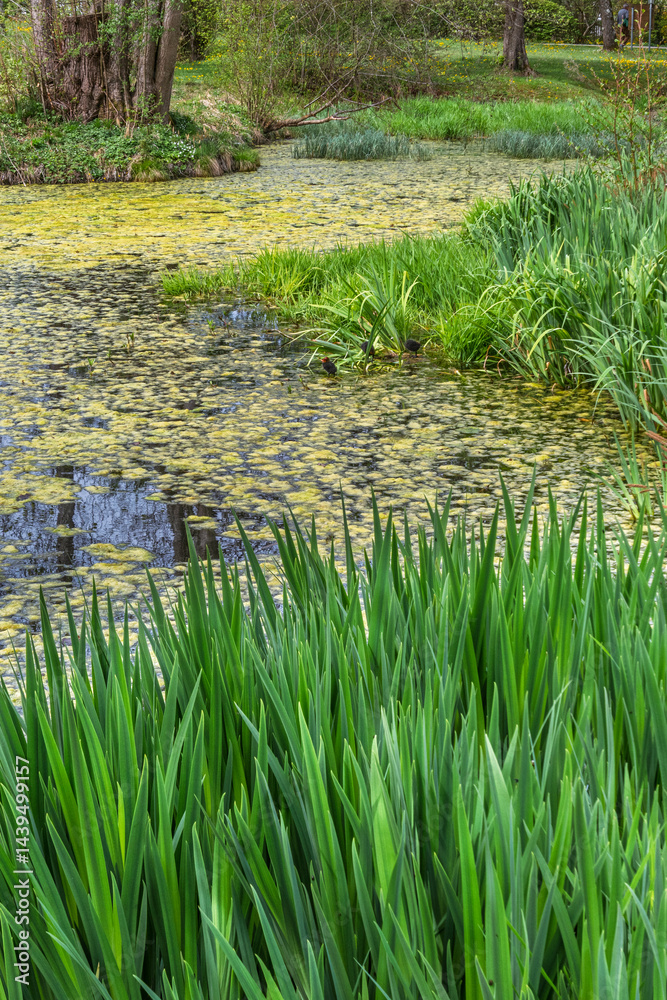 Weiher mit Entengrütze im Bernrieder Park im Frühling, Bernried, Bayern, Deutschland, Europa