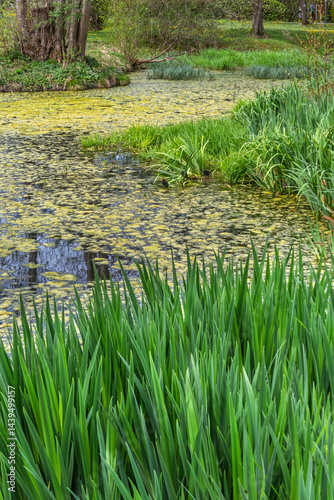Obraz na płótnie Weiher mit Entengrütze im Bernrieder Park im Frühling, Bernried, Bayern, Deutschland, Europa w salonie