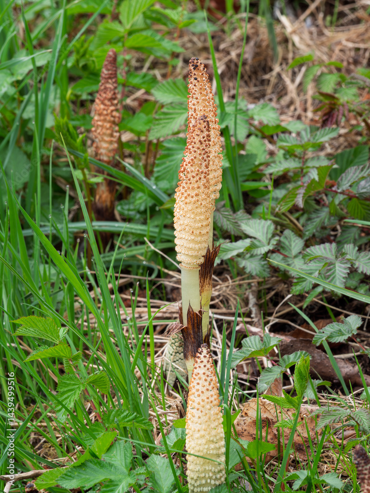 Junger Schachtelhalm(Equisetum) im Frühling