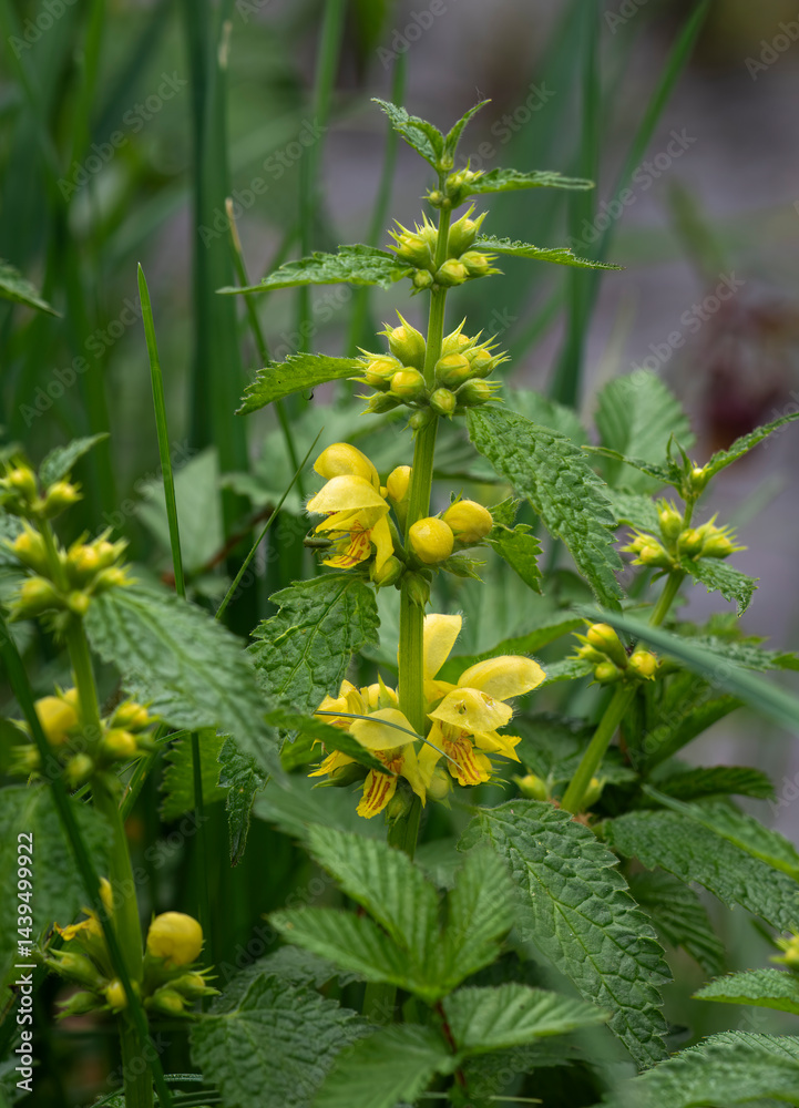 Echte Goldnessel – Lamium galeobdolon in ihrer natürlichen Umgebung
