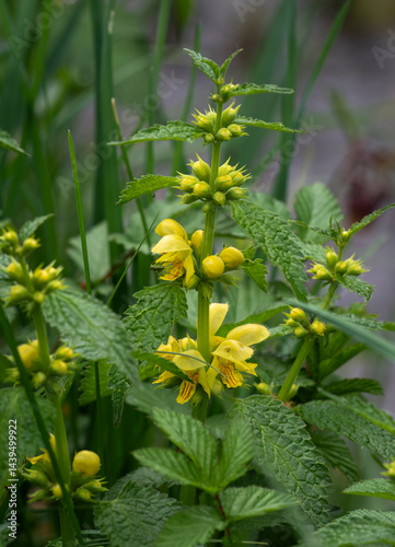 Echte Goldnessel – Lamium galeobdolon in ihrer natürlichen Umgebung