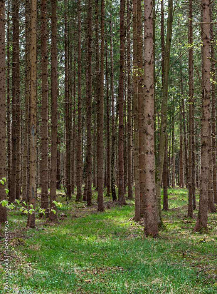 Mit Gras bewachsener Weg durch einen Fichtenwald im Frühling, Bayern, Deutschland, Europa