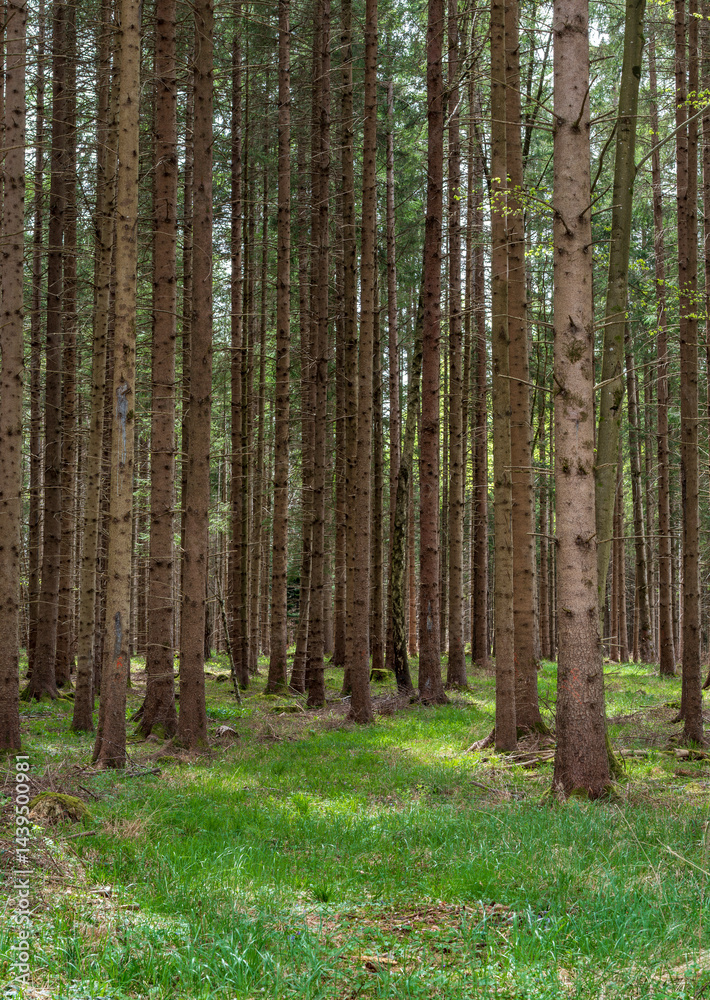 Mit Gras bewachsener Weg durch einen Fichtenwald im Frühling, Bayern, Deutschland, Europa