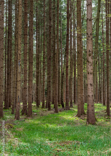 Obraz na płótnie Mit Gras bewachsener Weg durch einen Fichtenwald im Frühling, Bayern, Deutschland, Europa w salonie