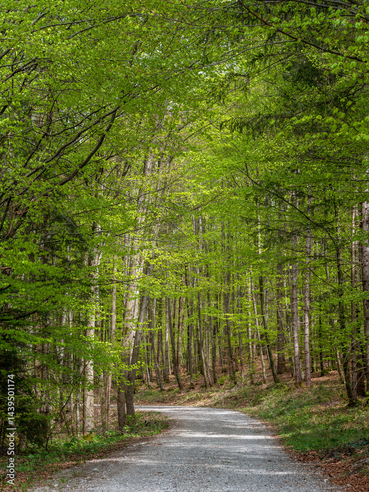 Eine Forststraße durch einen Wald mit frischen grünen Blättern im Frühling, Bayern, Deutschland, Europa