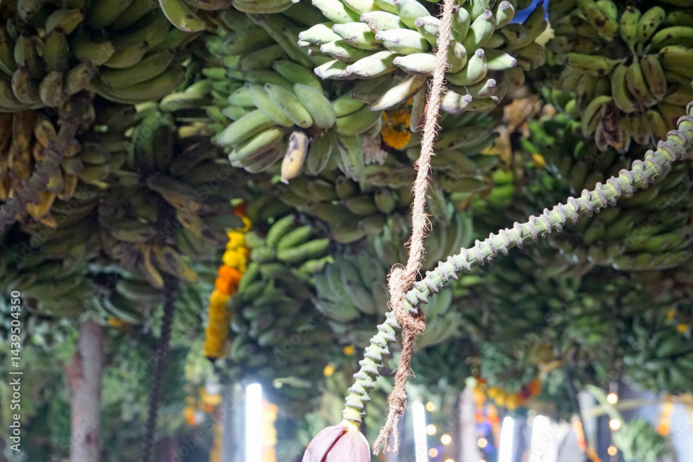 hindu banana festival in goa