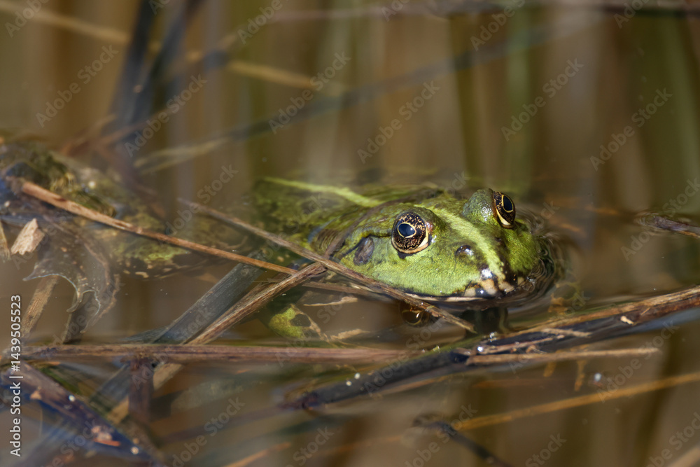 A Marsh Frog, Pelophylax ridibundus, floating on top of the water during breeding season.