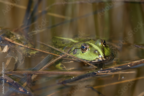 Obraz na płótnie A Marsh Frog, Pelophylax ridibundus, floating on top of the water during breeding season. w salonie