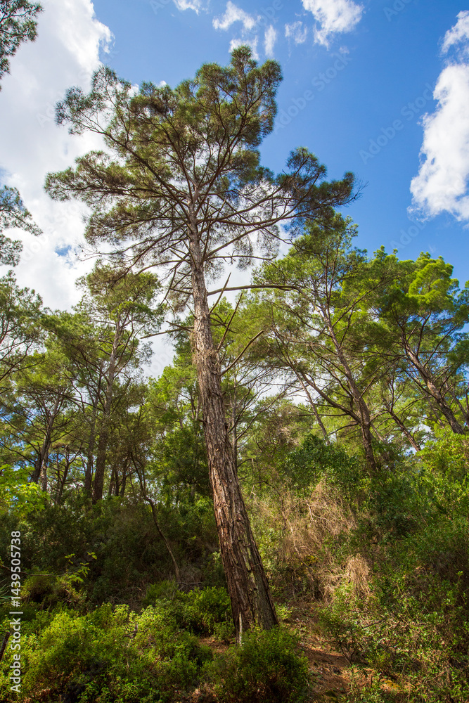 Obraz premium Pine is the name given to coniferous species that include forest trees from the Pinus genus of the Pinaceae family.