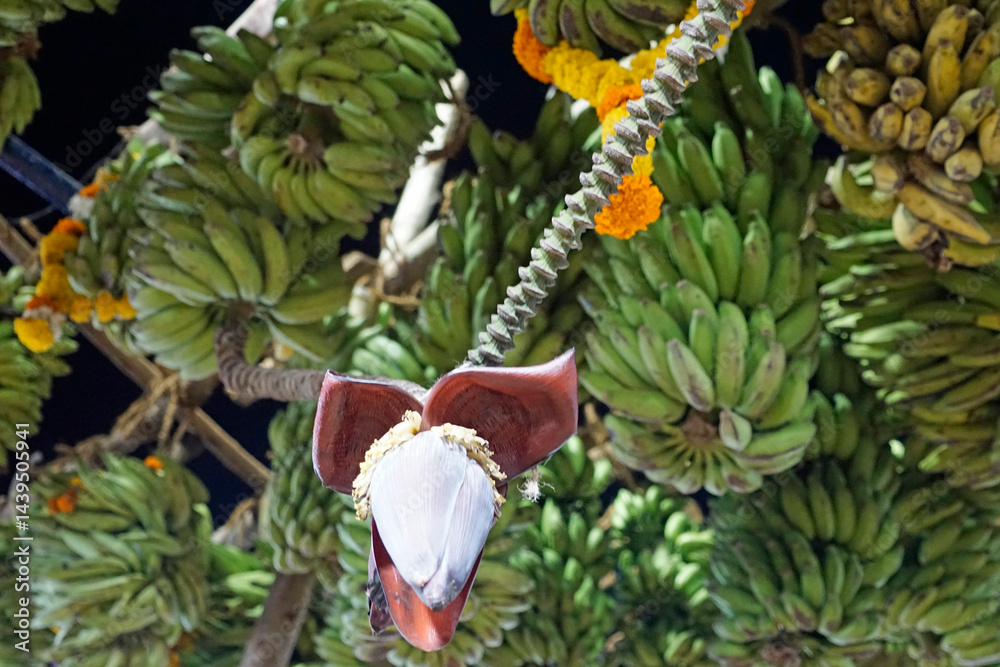 hindu banana festival in goa