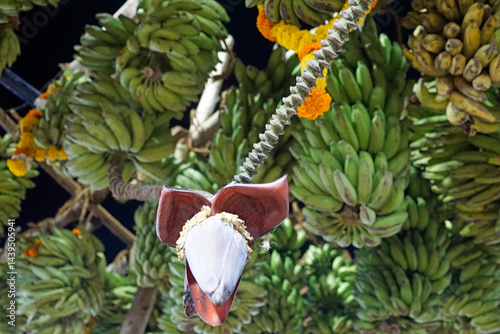 Obraz na płótnie hindu banana festival in goa w salonie