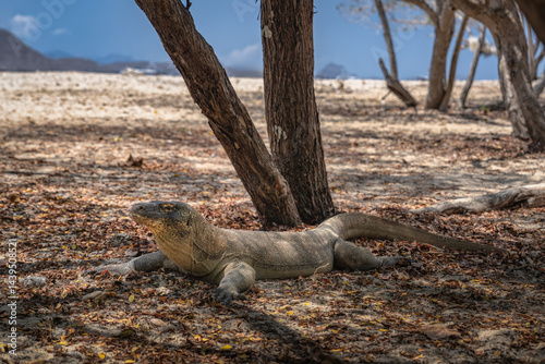 A majestic Komodo dragon leisurely lounges under the shade of trees in a serene and tranquil setting, gracefully showcasing the remarkable beauty of nature and wildlife, Komodo Island, Indonesia
