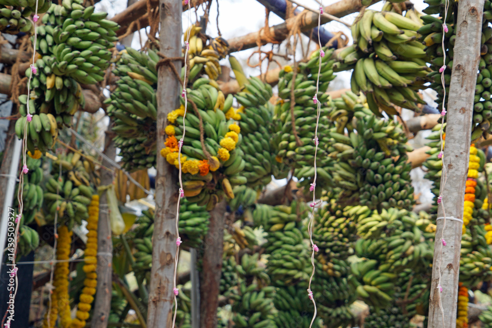 hindu banana festival in baga goa