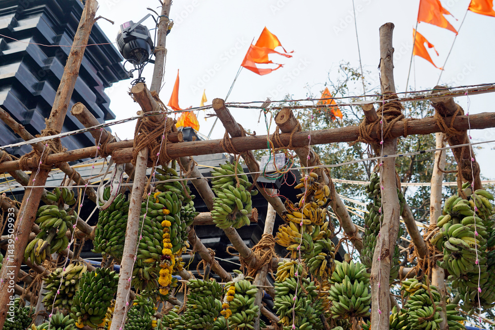 hindu banana festival in baga goa