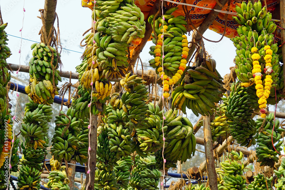 hindu banana festival in baga goa