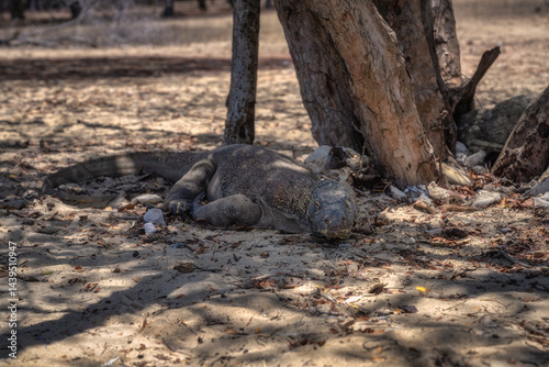 Obraz na płótnie A vibrant and colorful Komodo Dragon rests comfortably under the cool shade of a leafy tree, surrounded by sandy terrain, showcasing its unique texture and stunning hues, Komodo Island, Indonesia w salonie