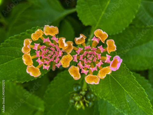 fleur de Lantana Camara ou lantanier dans une inflorescence multicolore