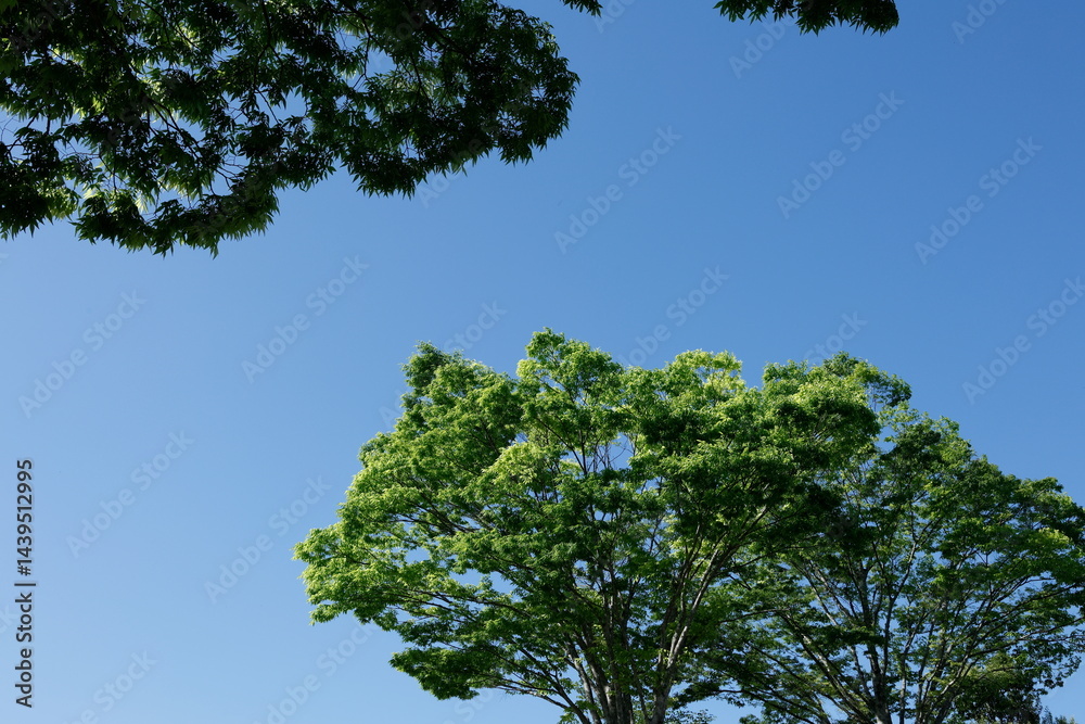 Obraz premium 新緑と青空