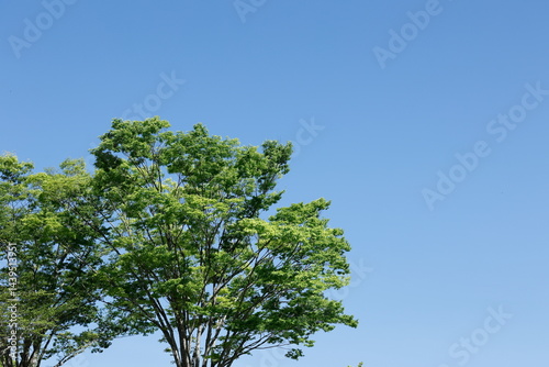 新緑と青空