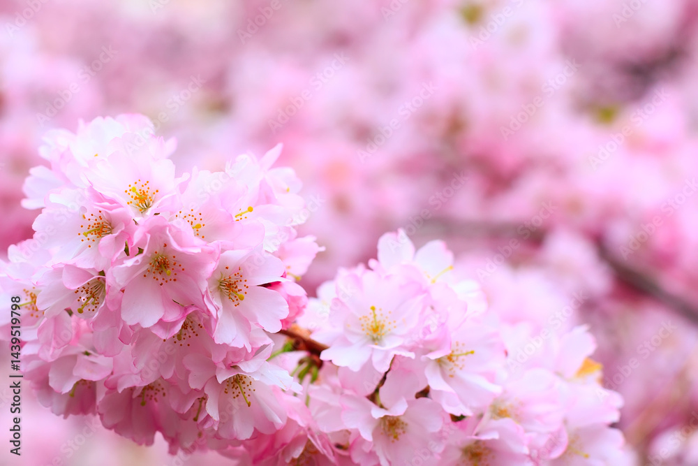 pink cherry blossom branch, sakura flowers pink cherry blossom branch, sakura flowers