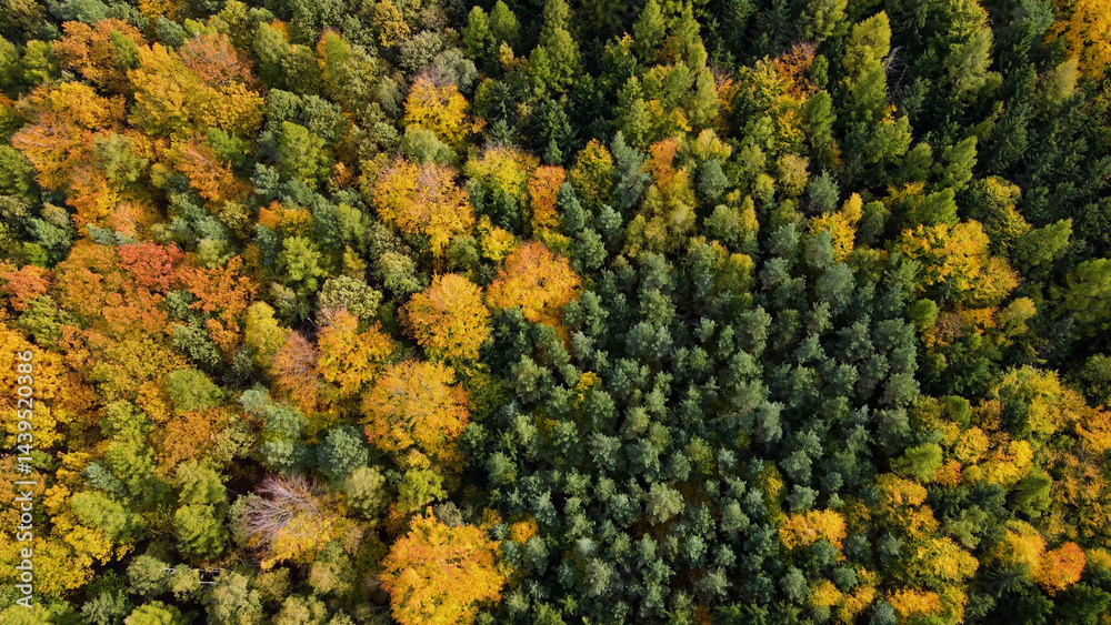 autumn landscape view from above hill forest